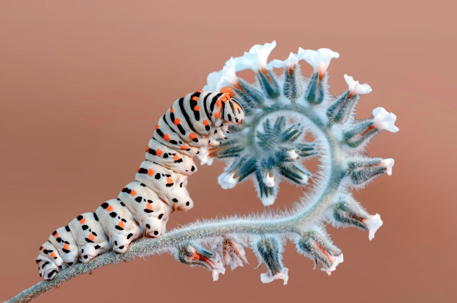 Hyönteisen makrokuvaus